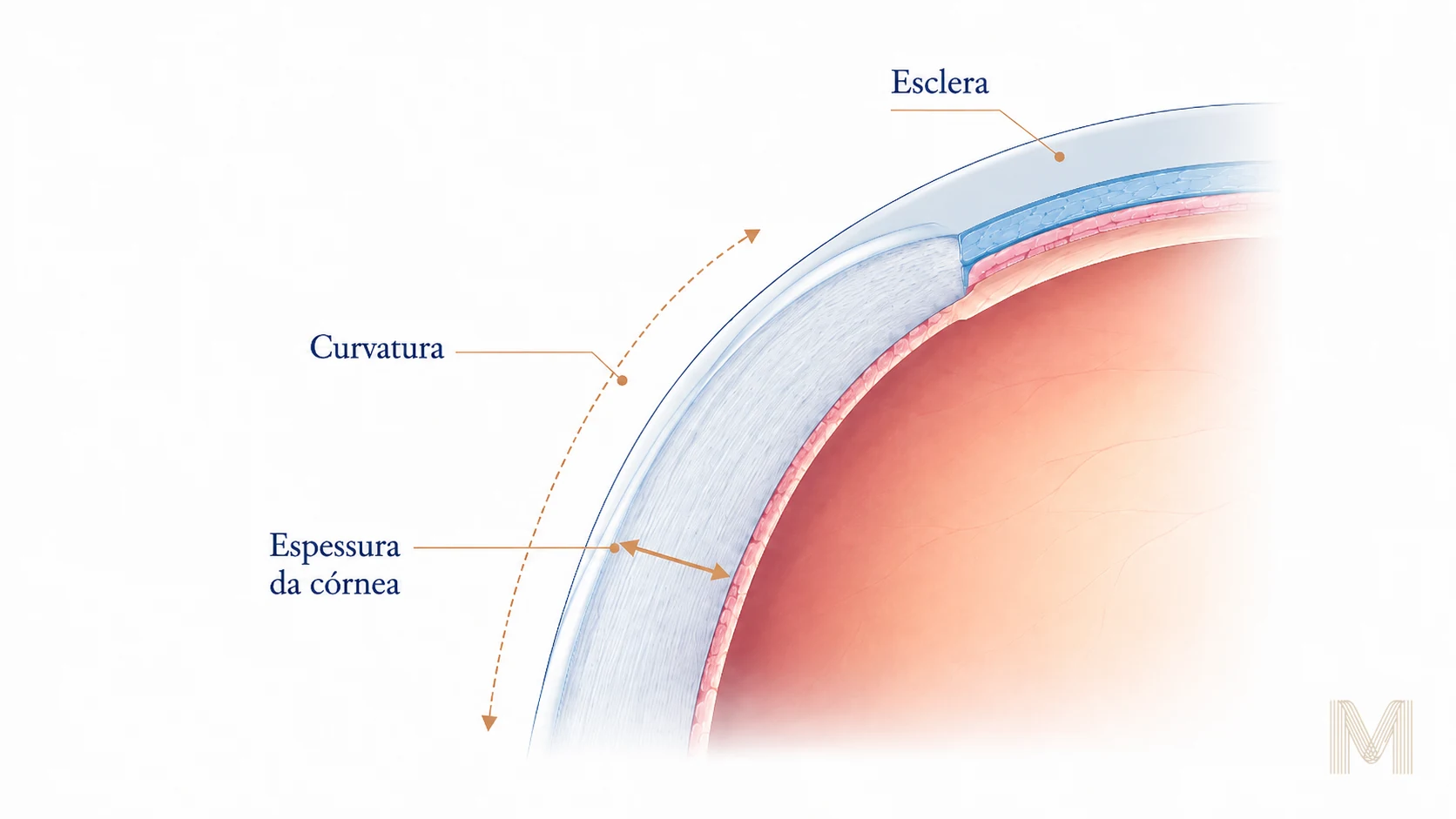 Anatomia da córnea em corte, destacando curvatura, espessura da córnea e esclera
